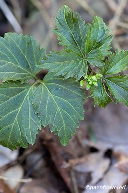 Fllower buds with leaves